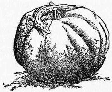 cinderella-katharine-pyle-3.jpg