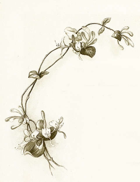 john-lawson-vignette-1.jpg